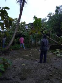 Hujan Angin, Puluhan Pohon Jati Tumbang